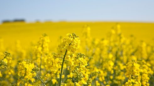 Rapeseed field with close-up plant