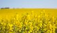 Rapeseed field with close-up plant