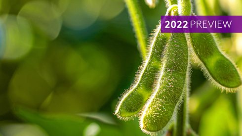 green soybeans in field up close
