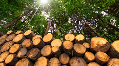 Lumber, Wood, Plant