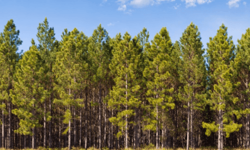 Plant, Tree, Pine