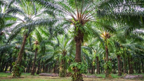 Plant, Vegetation, Summer