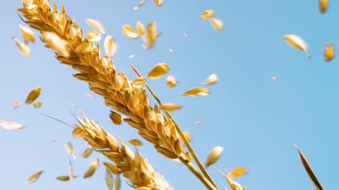 Food, Grain, Produce