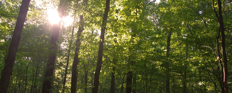 Plant, Vegetation, Sunlight