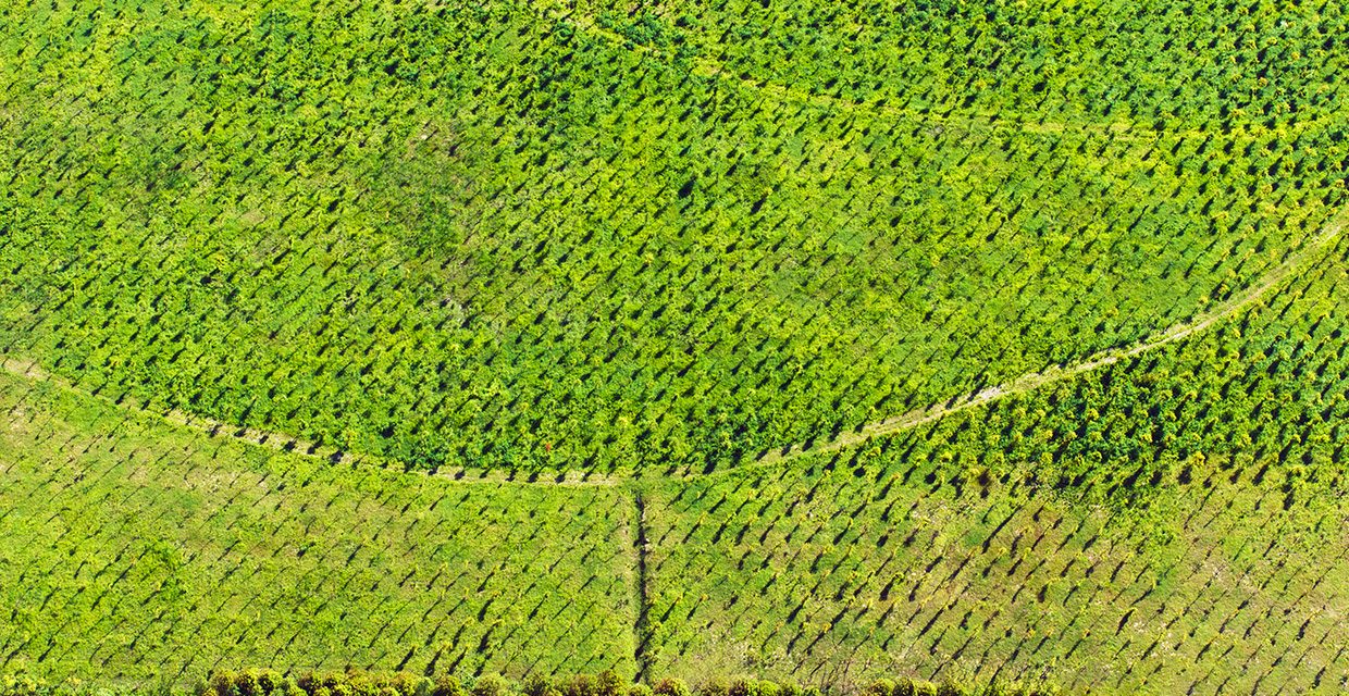 EU poised to further delay Deforestation Regulation for supply chain compliance