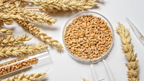 Food, Grain, Produce