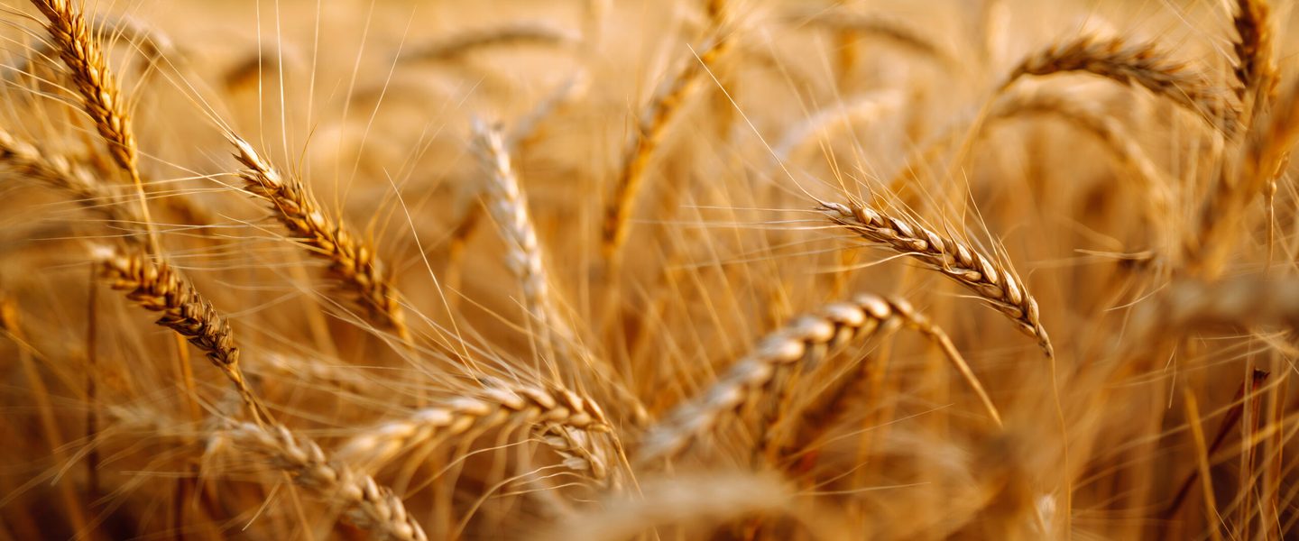 Food, Grain, Produce