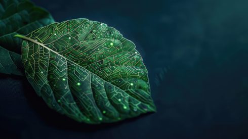 Leaf, Plant, Vegetation