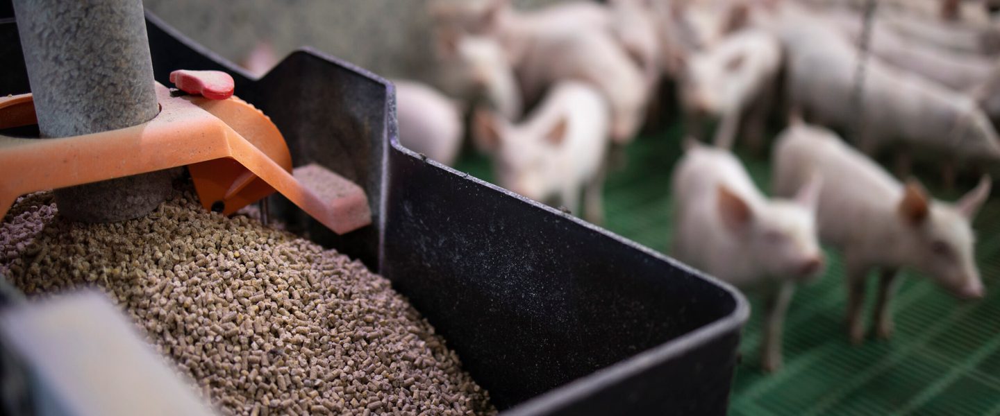 Automated pig feeding system distributing feed pellets in a commercial pig farm