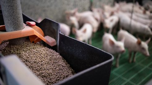 Automated pig feeding system distributing feed pellets in a commercial pig farm