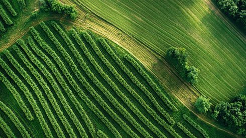 Carbon credit demand plateaued in 2025 as buyers prioritized quality, compliance and carbon credit retirements.