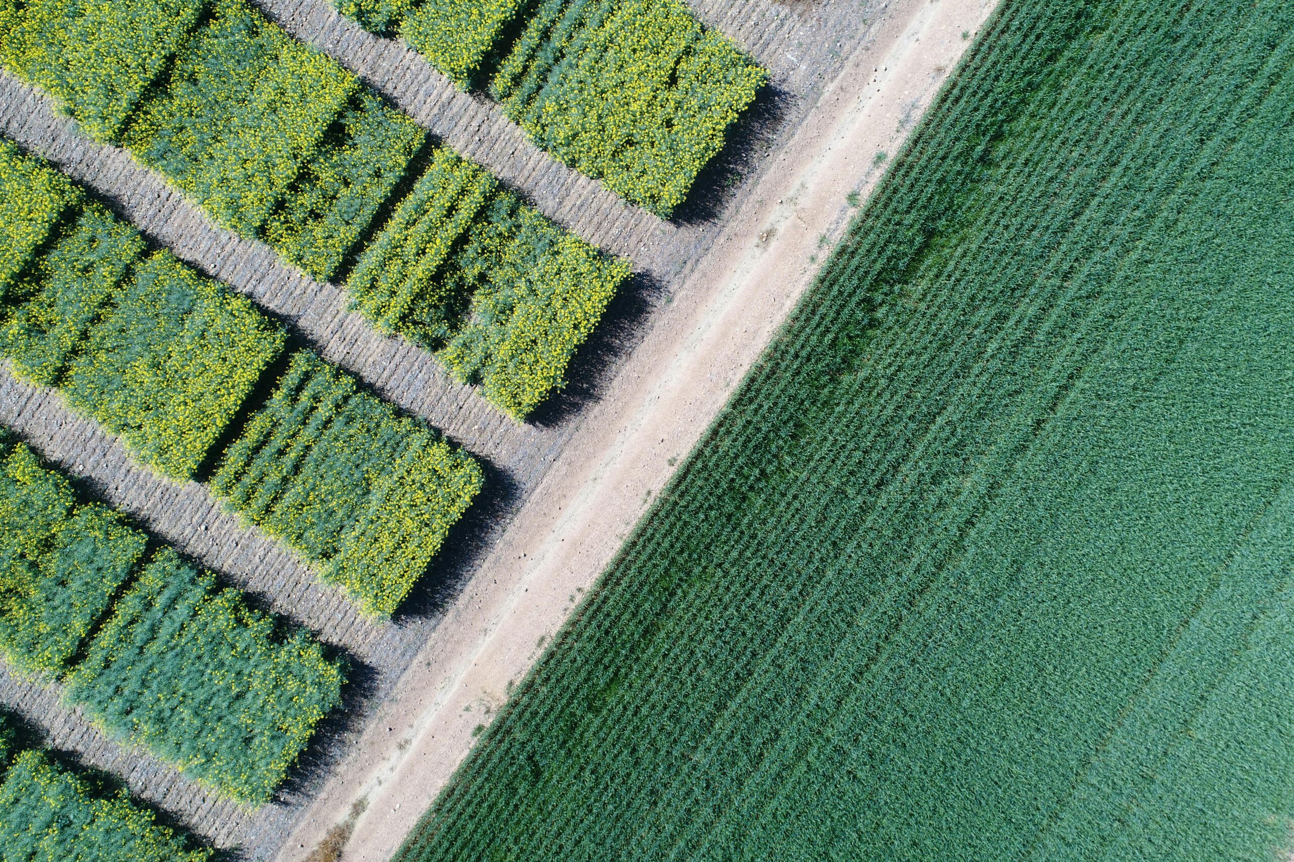 Miombo Restoration Alliance launches first Article 6 carbon removal projects across four African countries