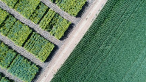 Miombo Restoration Alliance launches first Article 6 carbon removal projects across four African countries