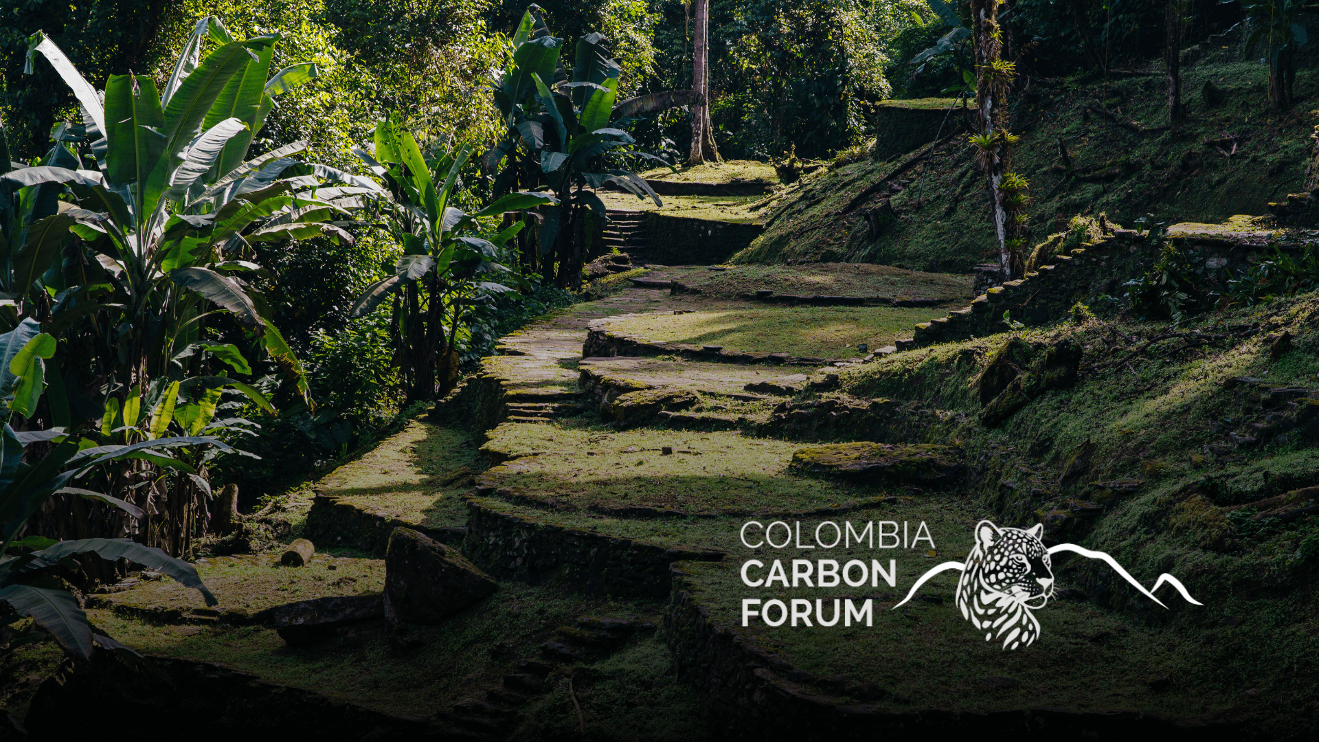 Colombia carbon credit prices pressured by REDD+ oversupply Carbon Forum