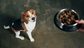 Animal, Canine, Dog