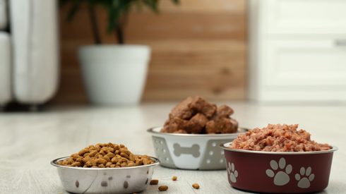 Bowl, Cereal Bowl, Food