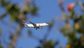 LATAM Airlines nears $60M CORSIA credits deal in Argentina