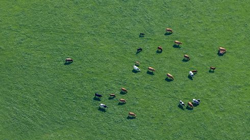 Aerial view of cows on field