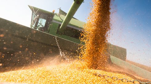Pouring corn grain into tractor trailer after harvest in field