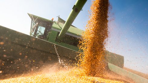 Pouring corn grain into tractor trailer after harvest in field