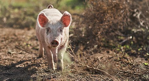 Pig in field