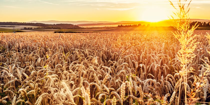 Ukraine production of wheat, corn and barley