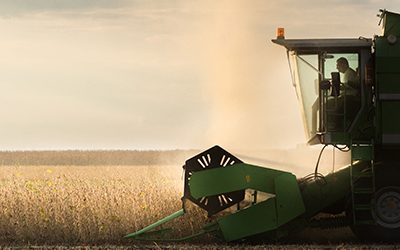 Harvesting of soybean field with combine