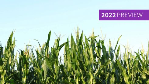 green field with blue sky