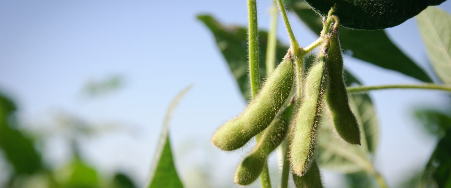 Close up of green soybean pods in a field