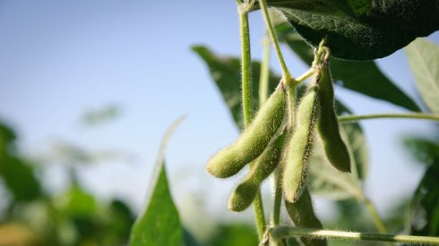 Close up of green soybean pods in a field