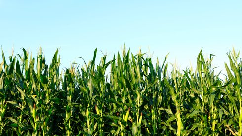 Corn growing in a field