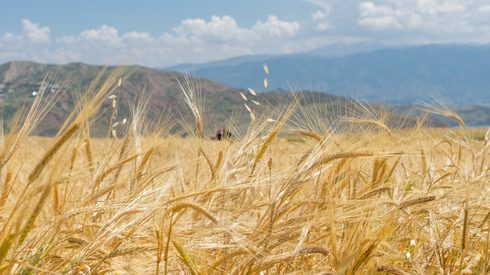A wheat field in Turkey, Black Sea