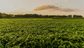 Rural landscape with feedstocks of fresh green soy field in sunset.